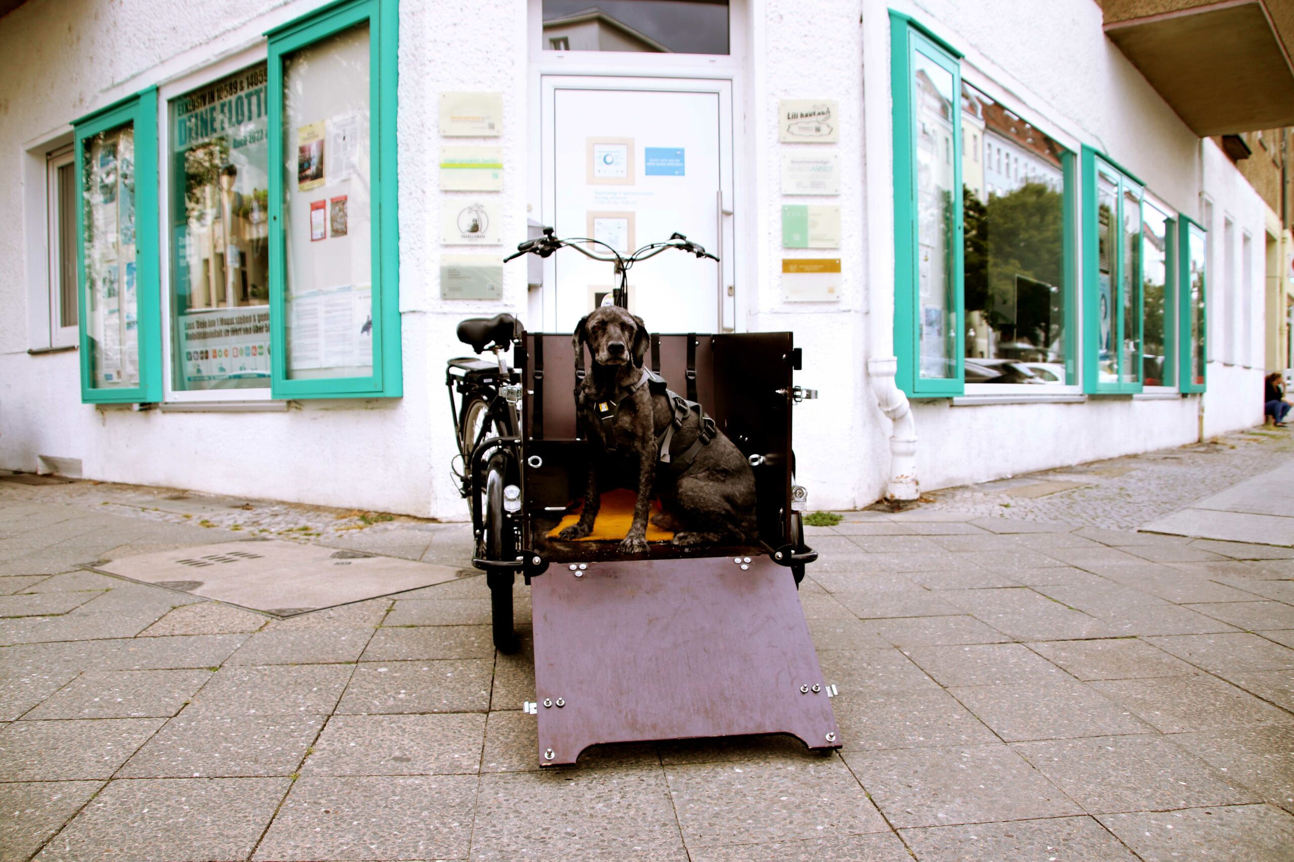 Vor dem INSEL-PROJEKT.Berlin Büro sitzt ein Hund in einem Baboo Lastenrad